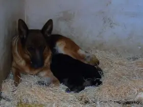 Německý ovčák štěně - Rokycany