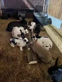 Křížence,samce i samice