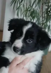 Fenka v typu Border Kolie