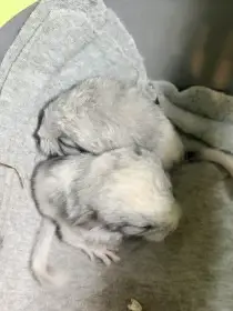 Daruju malé činčily