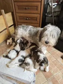 Malý vendéeský hrubosrstý baset PBGV – štěňata s PP