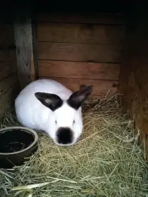 Kalifornský králík