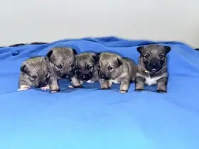 Švédský vallhund
