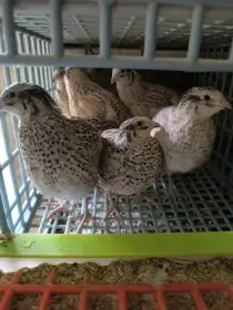 Japonská křepelka masná