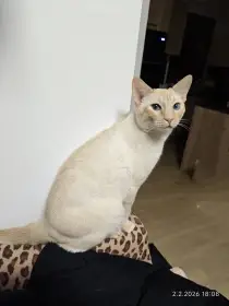 Nabízíme krytí Siamským kocourkem flame point