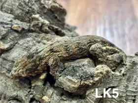 Pagekon obří samec a samice