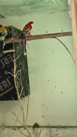 Rosela opalin/zlatá