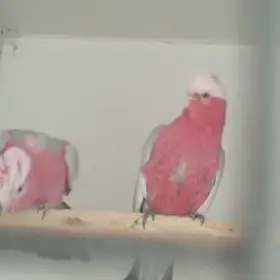 Končím úplně s chovem papoušků