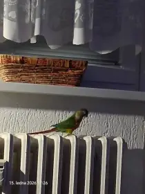 Prodám pyrurka zelenolící