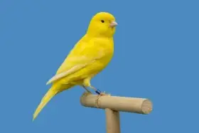 Koupím žluté a bílé kanárky