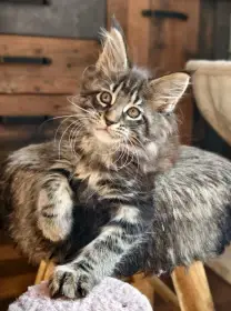 Kocour Archie A.Q. Temika