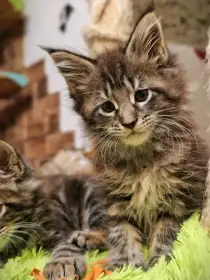 Kočka Amálka A.Q. Temika