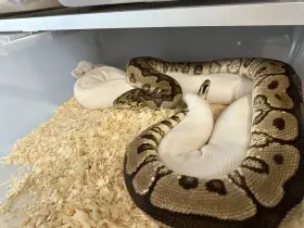 1.0 Spotnose Clown – 3500Kč