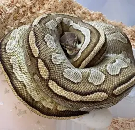 1.0 Bongo Mojave Het Clown - 4500Kč