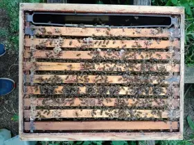 Prodám vyzimovaná včelstva Langstroth 2/3