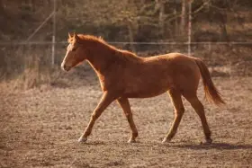 Perspektivní QH hřebec - red dun