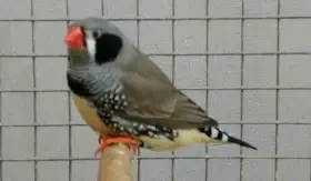 Zebřičky černolící