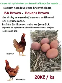 Násadová vejce Bovans Brown a ISA  browns