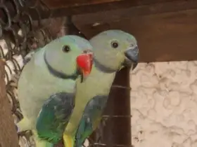 Alexandr šedý columboides