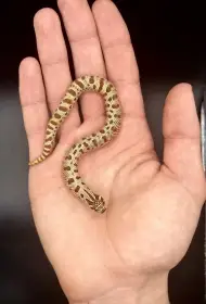 Heterodon nosatý mláďata