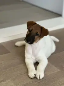 Foxteriér hladkosrstý - pes štěně s PP k prodeji