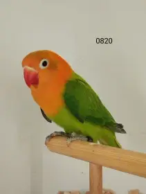 Agapornis fischeri s dna - jižní čechy