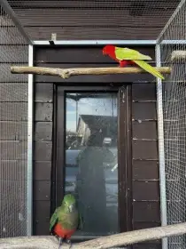 Prodám chovný pár papouška královského žlutého