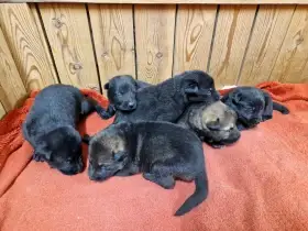 Německý ovčák s PP