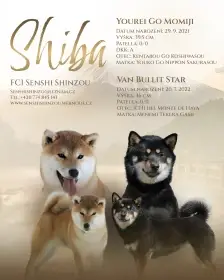 Nabízím k rezervaci fenky Shibi