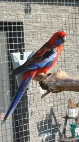 Prodám dvouletého samce Rosely penant