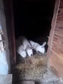 Prodám 4 chovné samice - kříženci