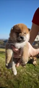 Shiba štěňátka