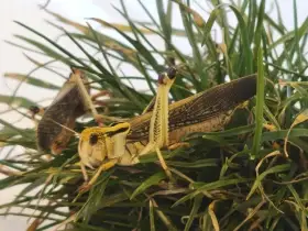 Sarančata střední i dospělé