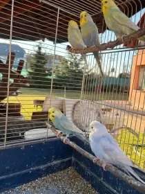 Prodám papoušky vlnkované