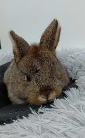 Zakrslý králíček H3