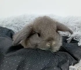 Zakrslý beránek G2