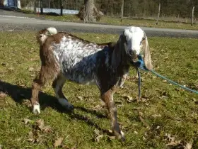 Kozy anglo-nubijské