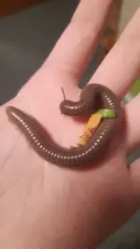 Prodám mnohonožky Telodeinopus aoutii