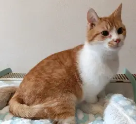 Kocourek Pickwick hledá nový domov