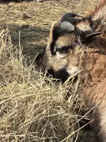 Daruji beránka obce kamerunské