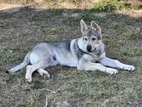 Českoslovenký vlčák s rodokmenem TOP spojení