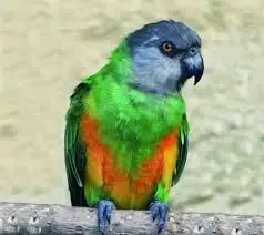 Koupím papouška Senegal – mladého