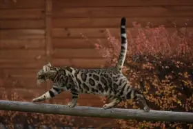 Bengálský kocour s PP ke krytí