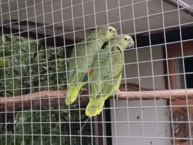 Amazoňan modročelý