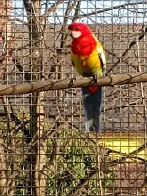 Rosela Pestrá Mutace Prodej