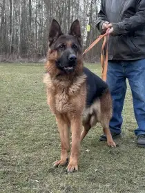 Prodám Německého ovčáka