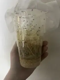 Drosophila hydei - octomilka velká