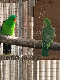 Papoušek cervenokridly