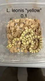 Hadi - aktuální nabídka 13.3