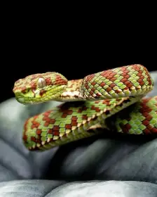 Trimeresurus venustus 4,4
